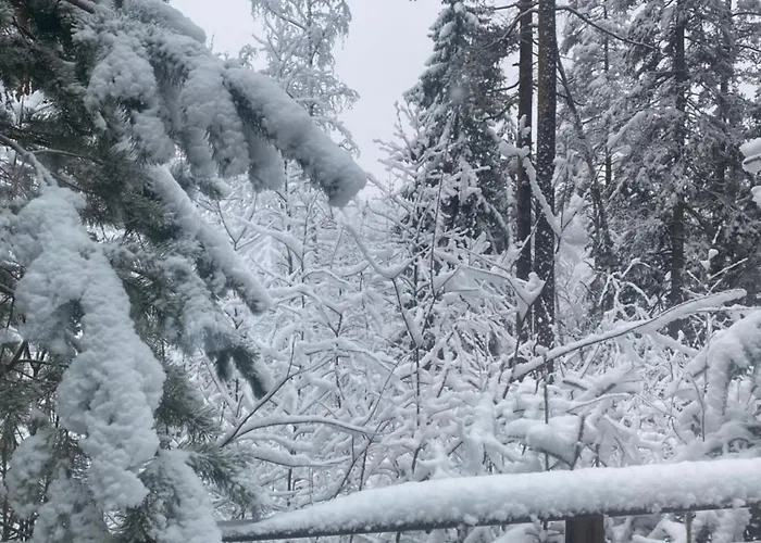 Leo 鲁奥科拉赫蒂